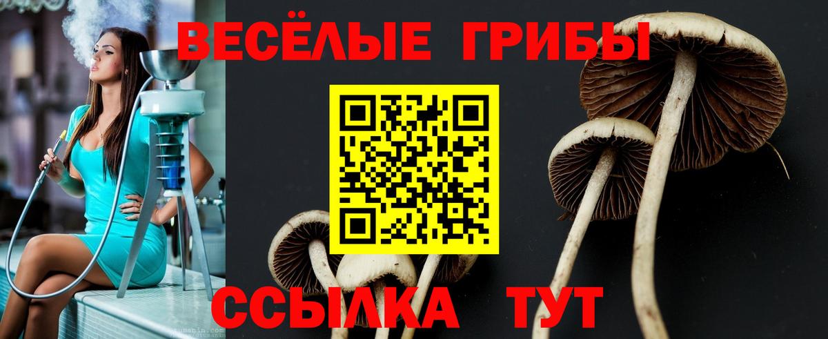 закладка  Вход с VPN  Кузнецк  Галлюциногенные грибы Cubensis 